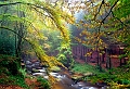 Arbres sur la riviere_bis